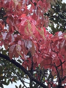 Oxydendrum Fall Color