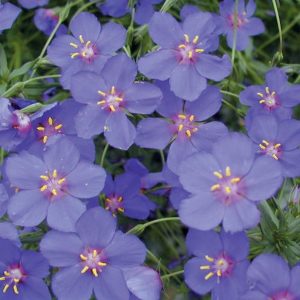 Anagallis 'Wildcat Blue' - scarlet pimpernel