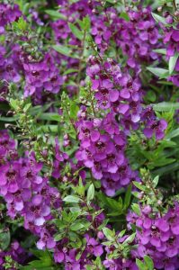 Angelonia a. Archangel™️ Dark Purple - summer snapdragon