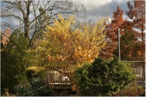 Spicy and Fragrant Witch Hazels are Right Under our Nose