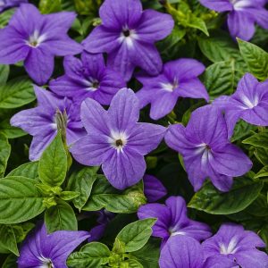 Browallia x Endless Illumination Blue