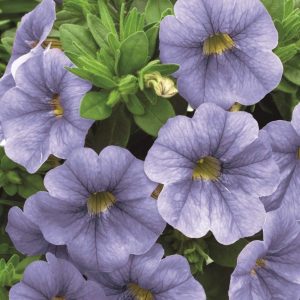Calibrachoa Callie™️ Light Blue