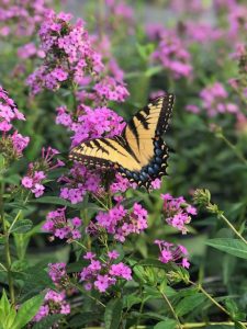 Phlox paniculata Jeana and butterfly 8-15-20