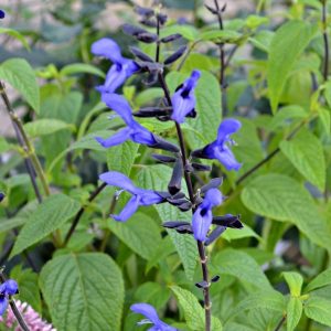 Salvia guarantica 'Black and Blue'