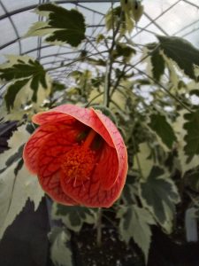260401 Abutilon savitzii variegated flowering maple