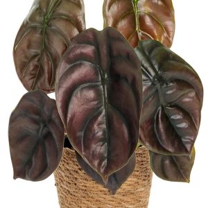 260401 Alocasia cuprea 'Red Secret' elephant ear