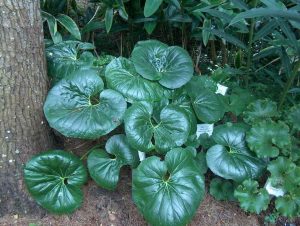 260401 Farfugium japonicum var. giganteum farfugium