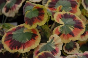 260401 Pelargonium Henry-Cox geranium