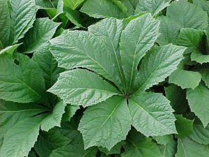 260401 Rodgersia pinnata Superba rodgersia