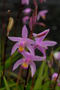 260408 Bletilla Yokohama