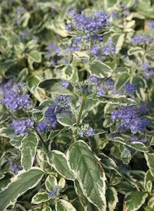 260408 Caryopteris x clandonensis 'White-Surprise'