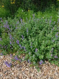 260408 Nepeta racemosa 'Little Titch'
