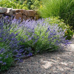 Lavandula angustifolia 'Munstead'.