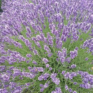 Lavandula angustifolia 'Royal Velvet'.