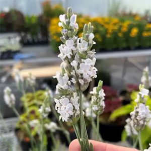 Lavandula x intermedia 'Inspirational'