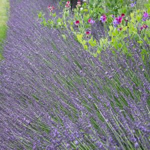 Lavandula x intermedia 'Phenomenal'