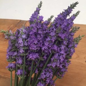 Lavandula x intermedia 'Sensational'