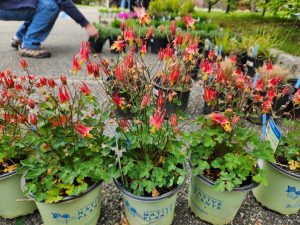 260428 Aquilegia canadensis 'Little Lanterns'