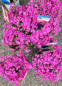 260428 Phlox subulata 'Dummond's Pink'