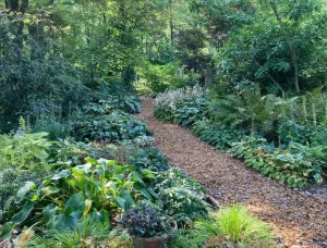 Judy Snow's Garden