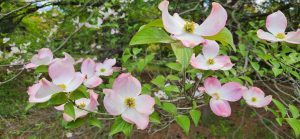 260505 Pink Dogwood Flowers