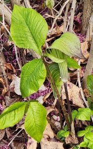 260506 ARISAEMA TRIPHYLLUM