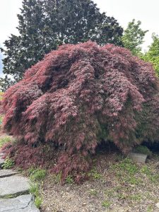G. Pappalardo Japanese Maple