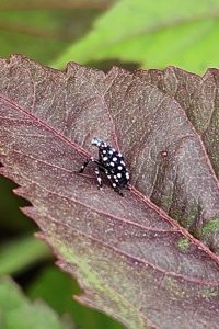 Spotted Lanternfly Early Nymph