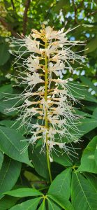260712 Aesculus Parviflora