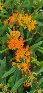 260712 Asclepias Tuberosa