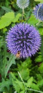 260712 Echinops Ritro