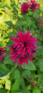 260712 Monarda Spp
