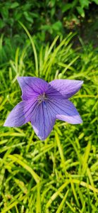 260712 Platycodon Grandiflorus