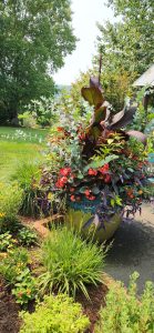 260729 Container Planting