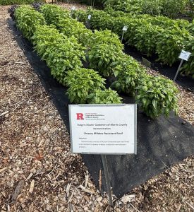 RMG Demo Basil Trial
