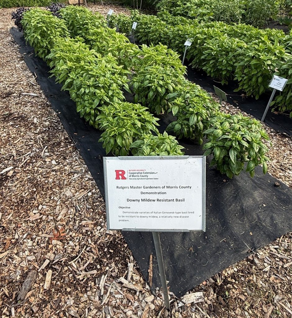 RMG Demo Basil Trial