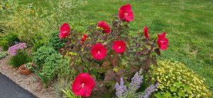260805 Hibischus Moscheutos 'Mars Madness'