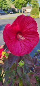260805 Hibiscus Moscheutos 'Mars Madness ' Close-up