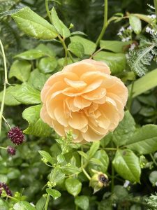 260902 LisaB Apricot Colored Rose