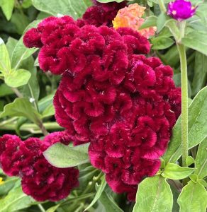 260902 LisaB Celosia 'Cramer's Burgundy'