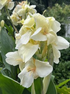260902 LisaB Pale Yellow Canna