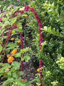 Amaranthus 'love lies bleeding' 260909