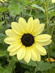 Helianthus 260909