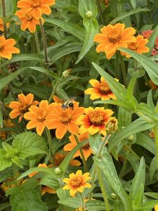 Zinnias 260909