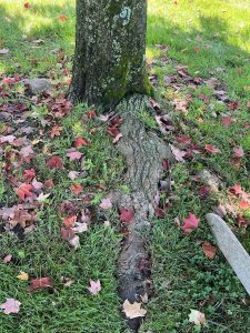Acer Saccharum 'Bonfire' Girdling Roots