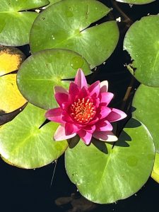 Water Lily