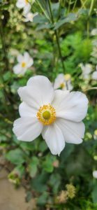 Anemone Honorine Jobert