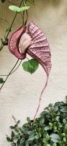 Mystery Pitcher Flower