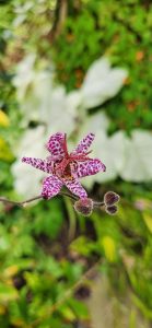 Tricyrtis Hirta