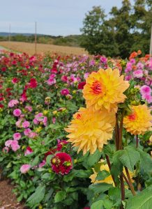 Bed of Dahlias